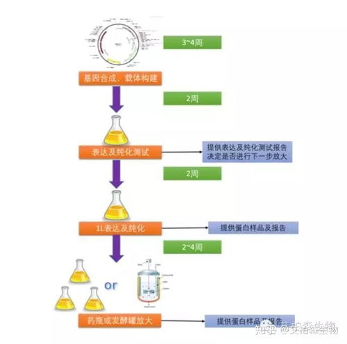 技术 原核蛋白表达系统